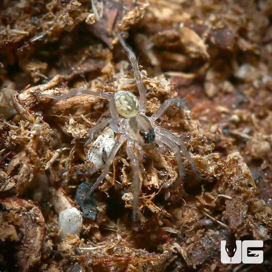 Baby Marion County Wolf Spider