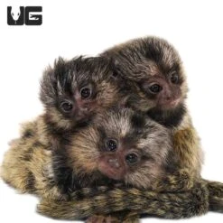 Baby Marmoset Monkey