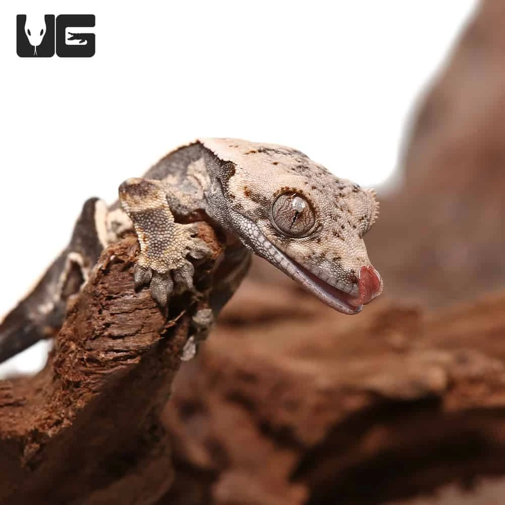 Baby Mocha Bold Pinstripe Crested Gecko - Image 2