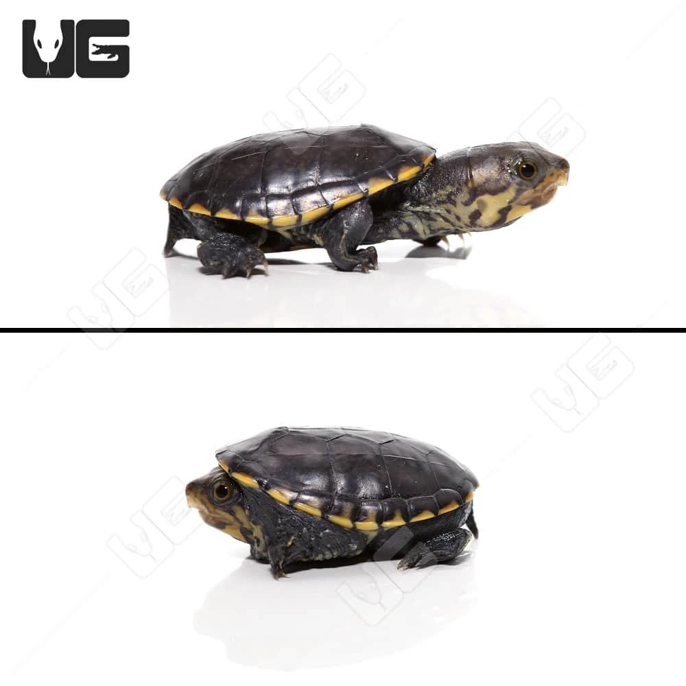 Baby Narrow-Bridged Mexican Musk Turtle - Image 5