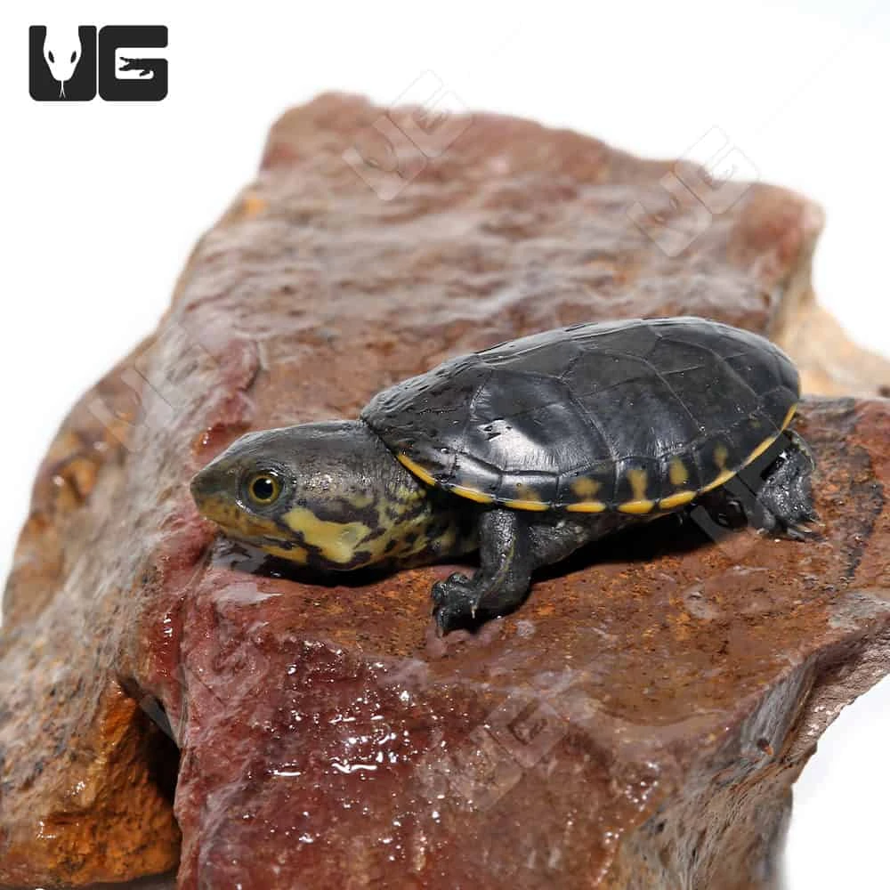 Baby Narrow-Bridged Mexican Musk Turtle - Image 2