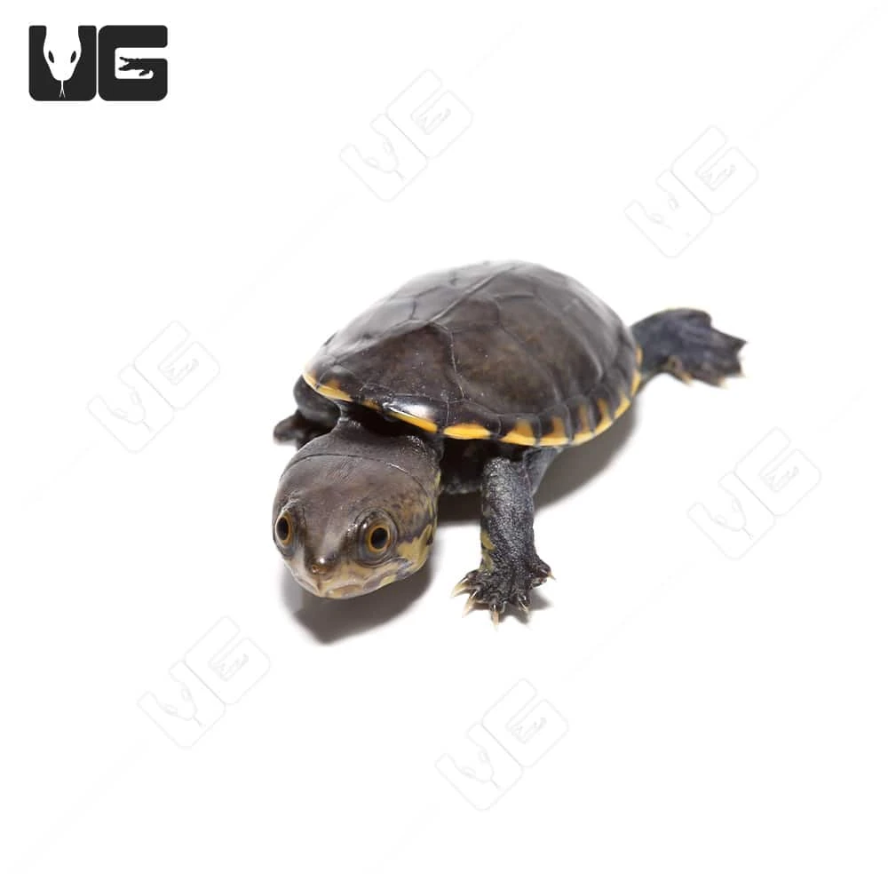 Baby Narrow-Bridged Mexican Musk Turtle - Image 3