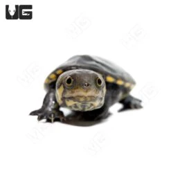 Baby Narrow-Bridged Mexican Musk Turtle