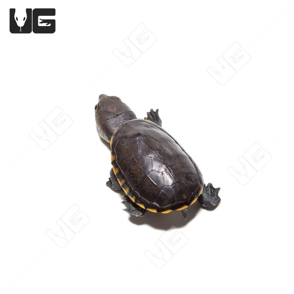 Baby Narrow-Bridged Mexican Musk Turtle - Image 4