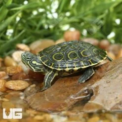 Baby Nicaraguan Ornate Slider Turtle