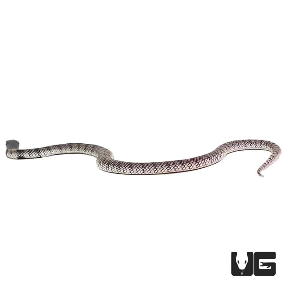 Baby Nimibian Coral Cobra - Image 2