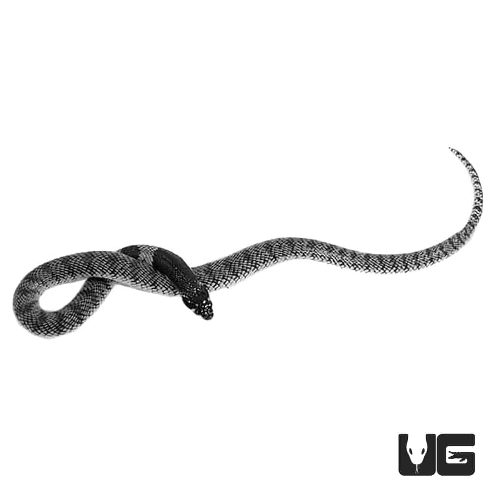 Baby Nimibian Coral Cobra - Image 3