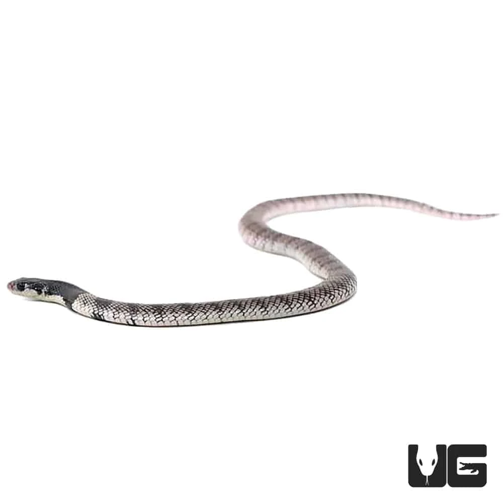 Baby Nimibian Coral Cobra - Image 4