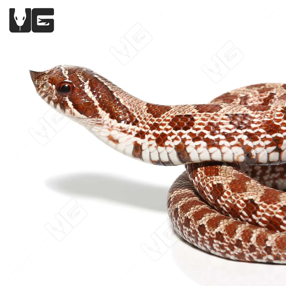 Baby Normal Western Hognose Snake - Image 2