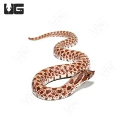 Baby Normal Western Hognose Snake