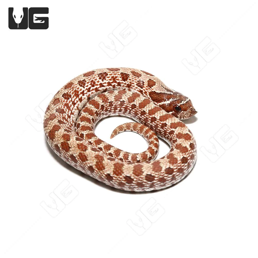 Baby Normal Western Hognose Snake - Image 3
