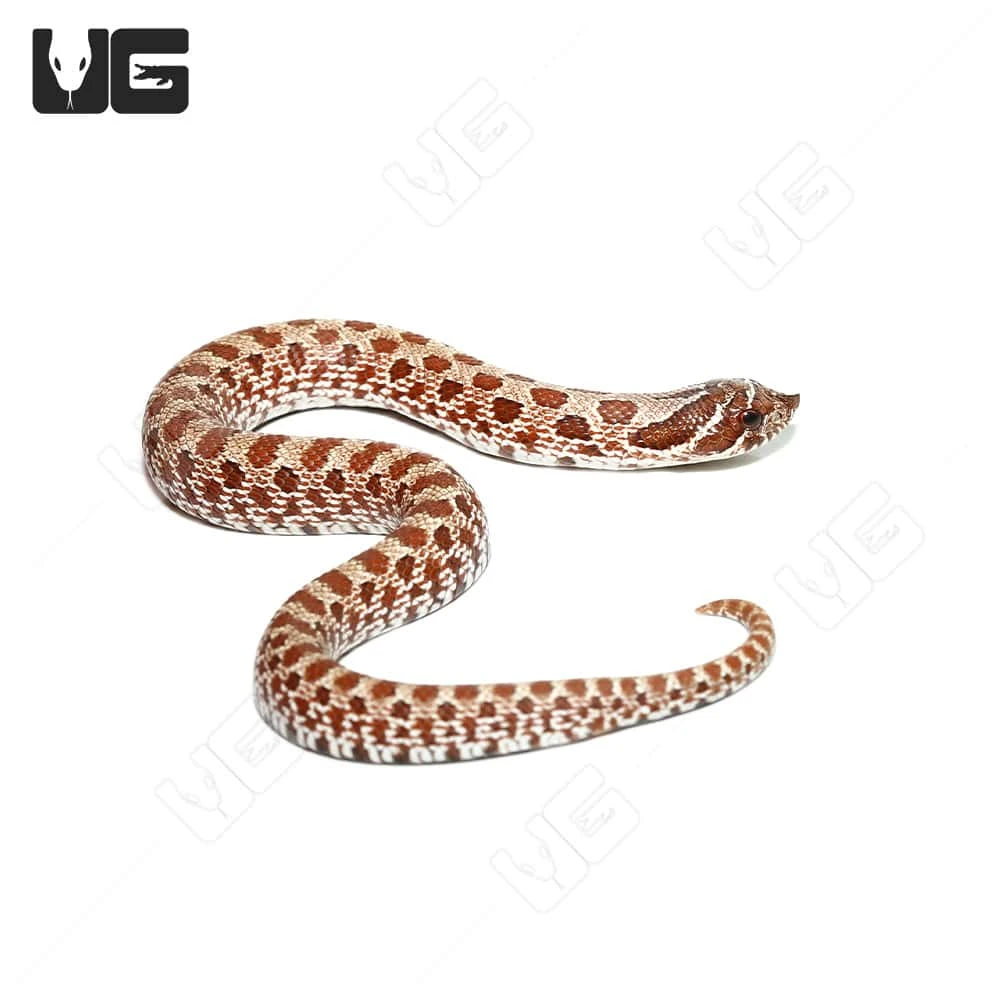 Baby Normal Western Hognose Snake - Image 4
