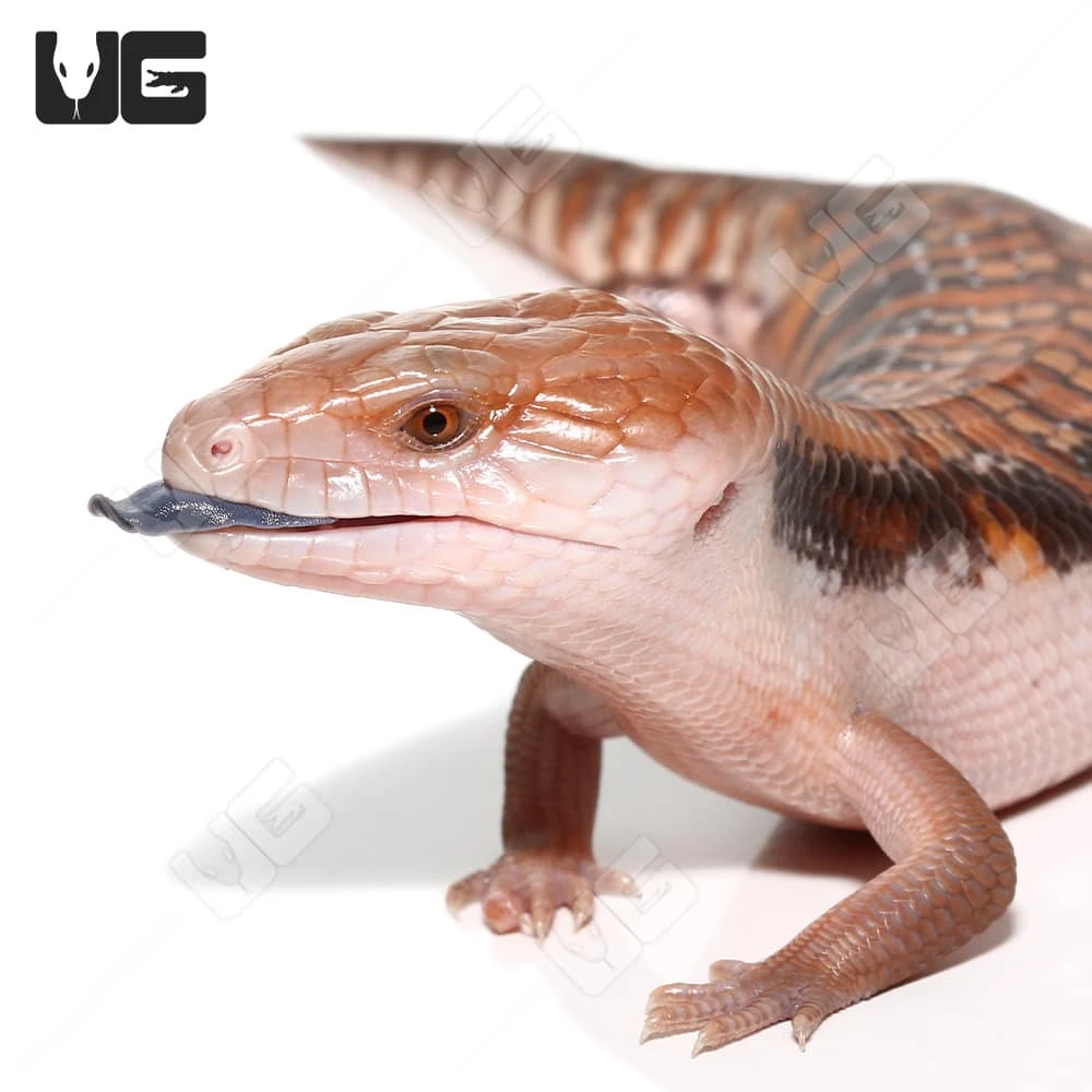 Baby Northern Blue Tongue Skink #3 - Image 2