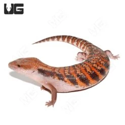 Baby Northern Blue Tongue Skink #3
