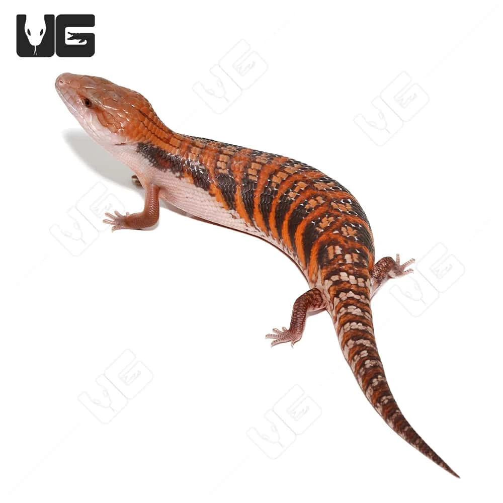 Baby Northern Blue Tongue Skink #3 - Image 3