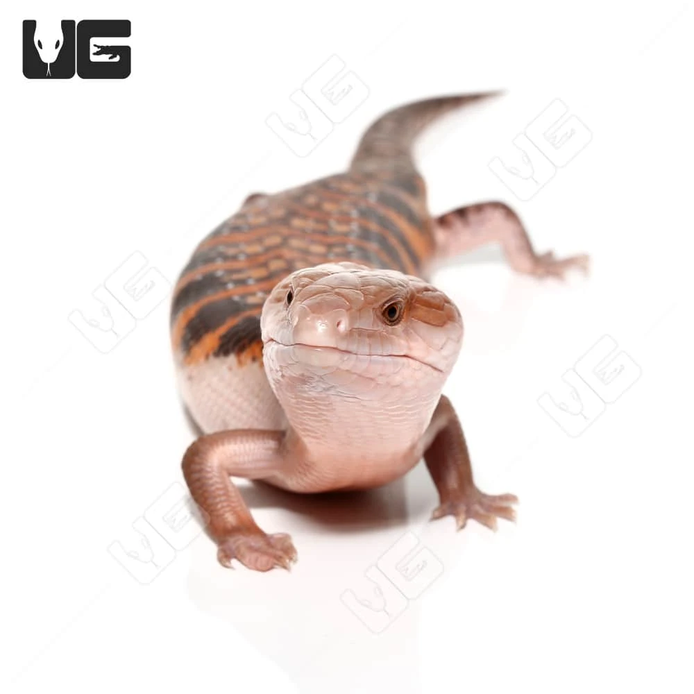 Baby Northern Blue Tongue Skink #3 - Image 4