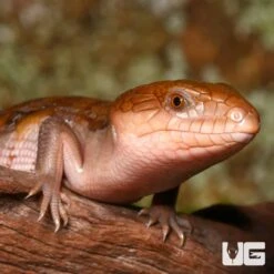 Baby Northern Blue Tongue Skink