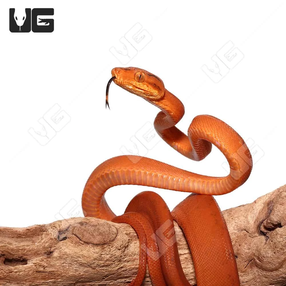 Baby Orange Amazon Tree Boa