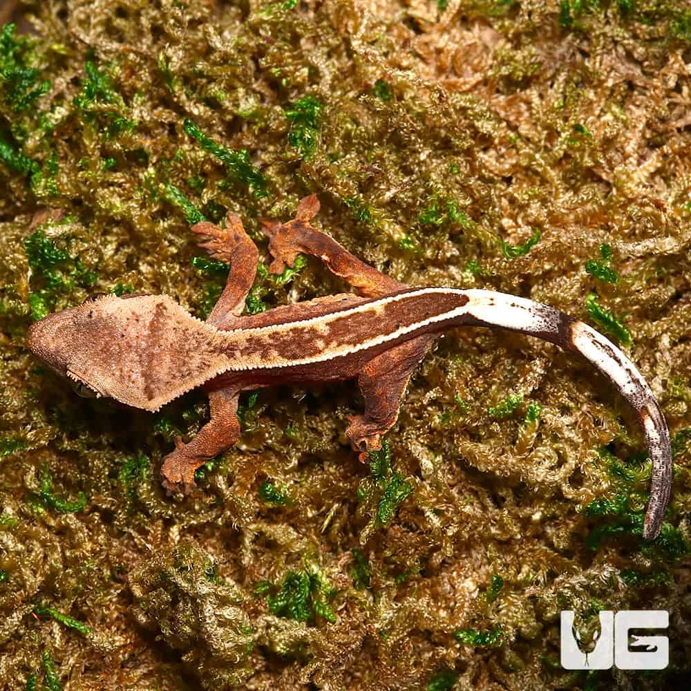 Juvenile Female Orange Base Empty Back Harlequin Pinstripe Crested Gecko - Image 3