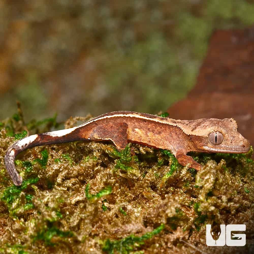 Juvenile Female Orange Base Empty Back Harlequin Pinstripe Crested Gecko - Image 4