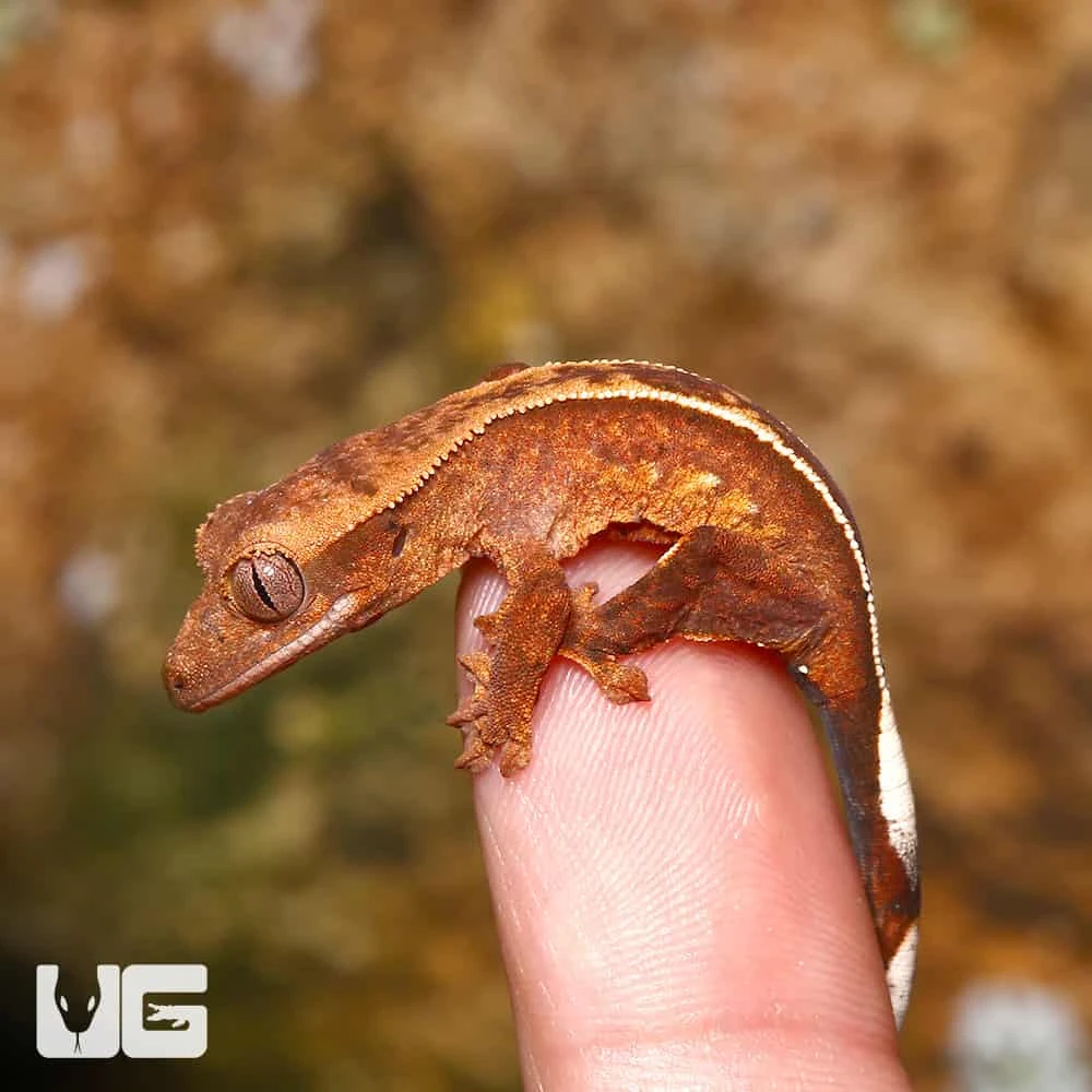 Juvenile Female Orange Base Empty Back Harlequin Pinstripe Crested Gecko - Image 2
