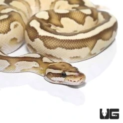 Baby Orange Dream Butter Fire Ball Python