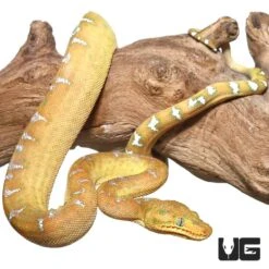 Baby Orange Emerald Tree Boa