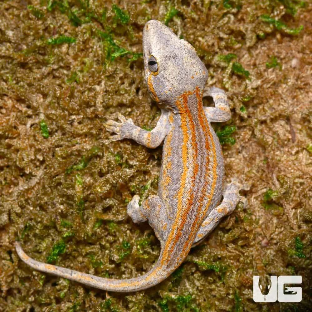 Baby Orange Striped Gargoyle Gecko - Image 2
