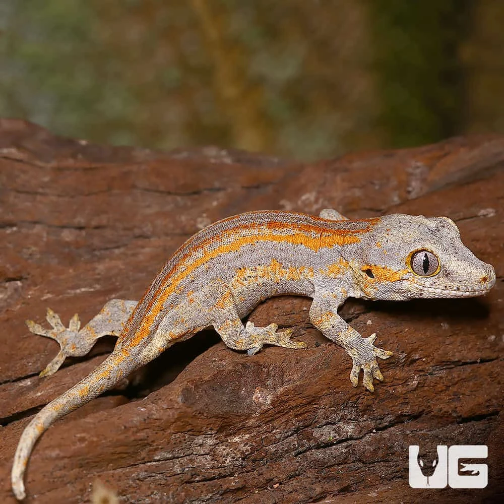 Baby Orange Striped Gargoyle Gecko - Image 3