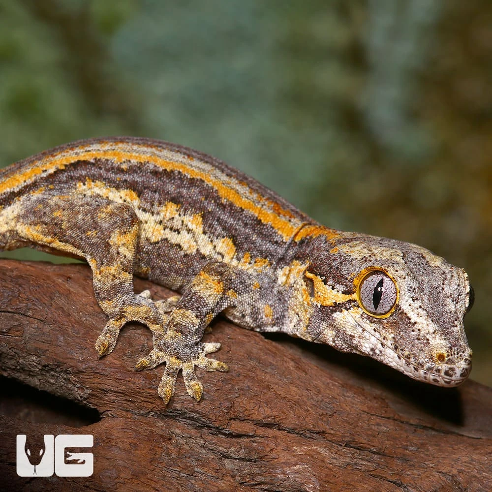 Baby Orange Striped Gargoyle Gecko (#2) - Image 3