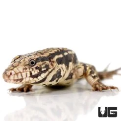 Baby Paraguayan Red Tegu
