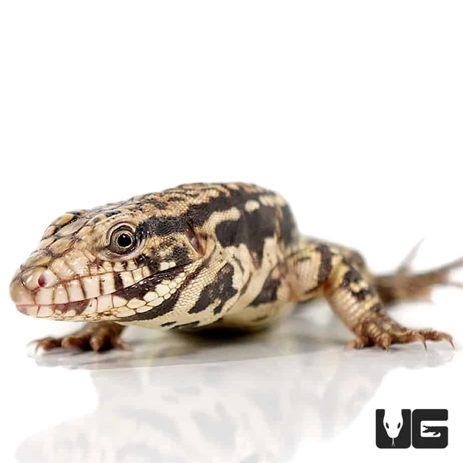Baby Paraguayan Red Tegu