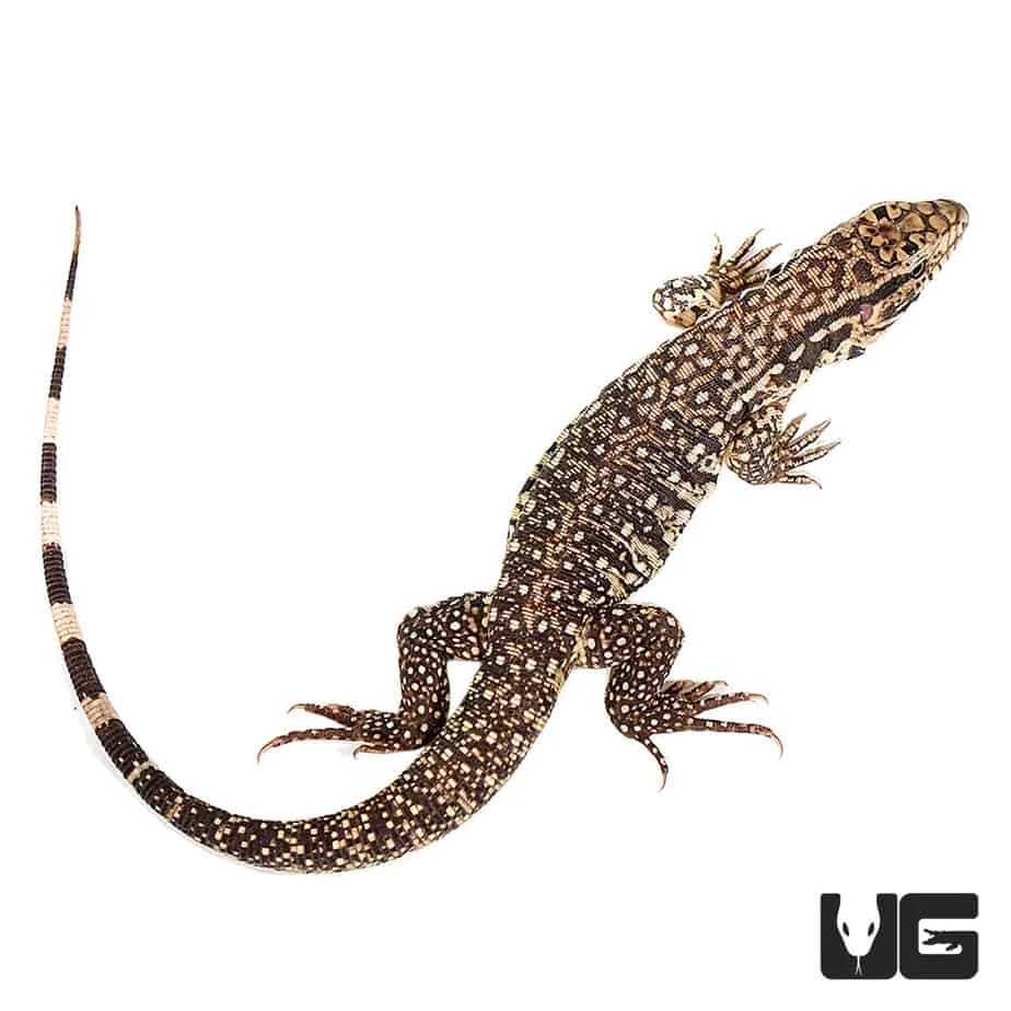 Baby Paraguayan Red Tegu - Image 2