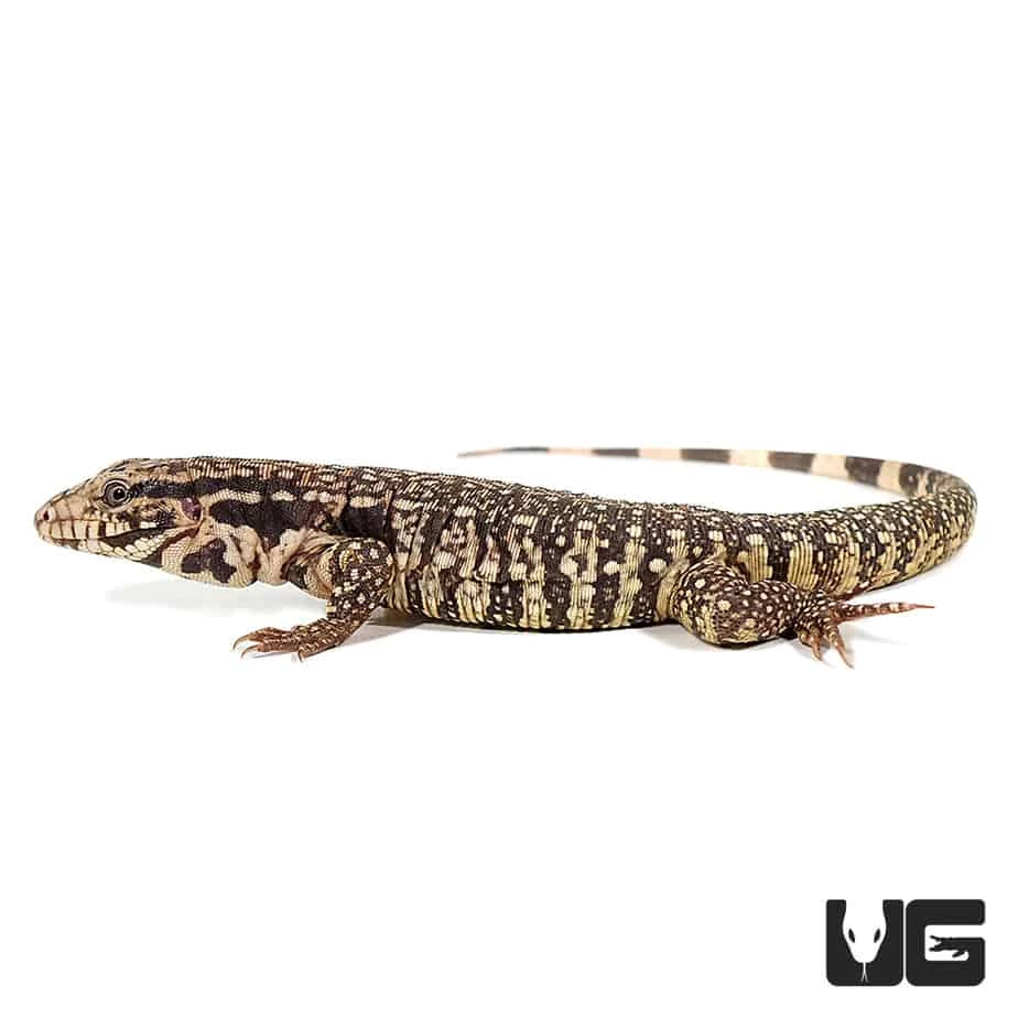 Baby Paraguayan Red Tegu - Image 3
