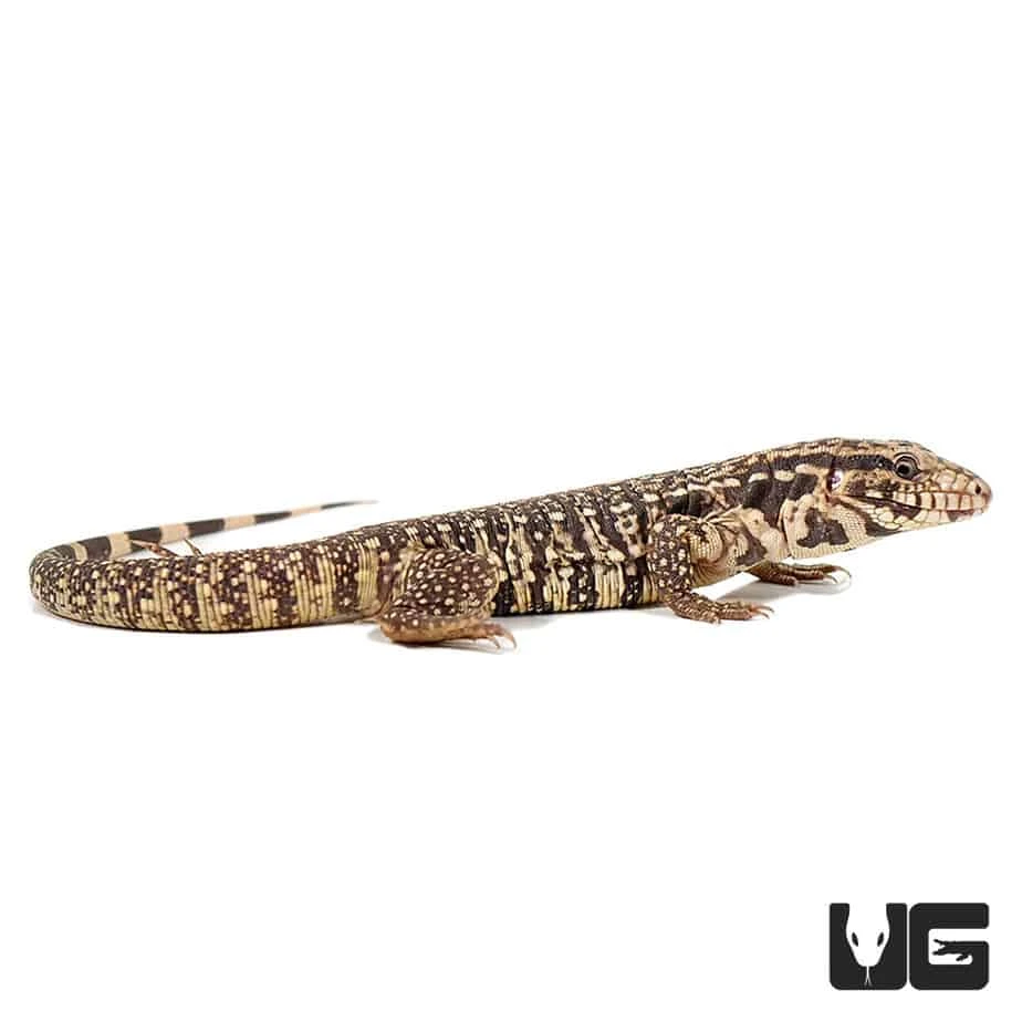 Baby Paraguayan Red Tegu - Image 4