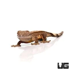 Baby Partial Pinstripe Brindle Harlequin Crested Gecko