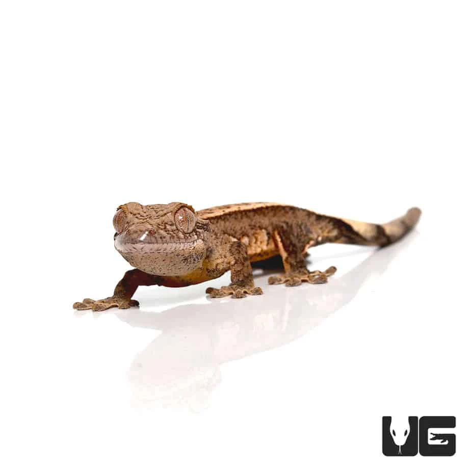 Baby Partial Pinstripe Brindle Harlequin Crested Gecko
