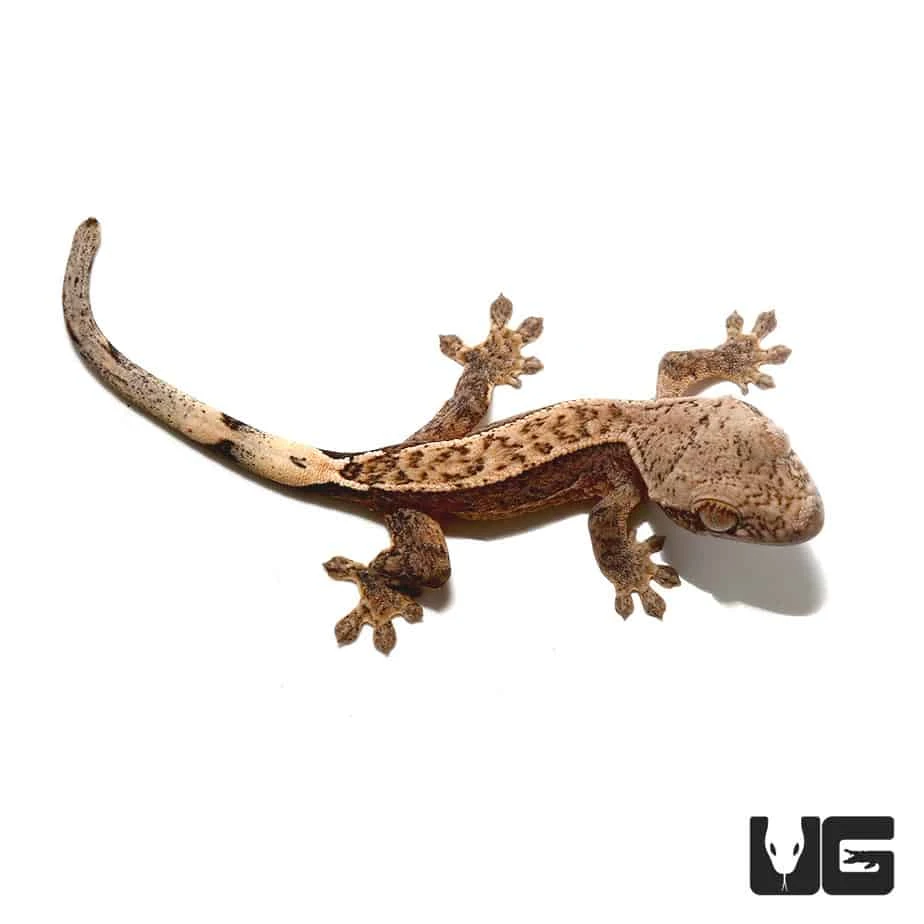 Baby Partial Pinstripe Brindle Harlequin Crested Gecko - Image 4
