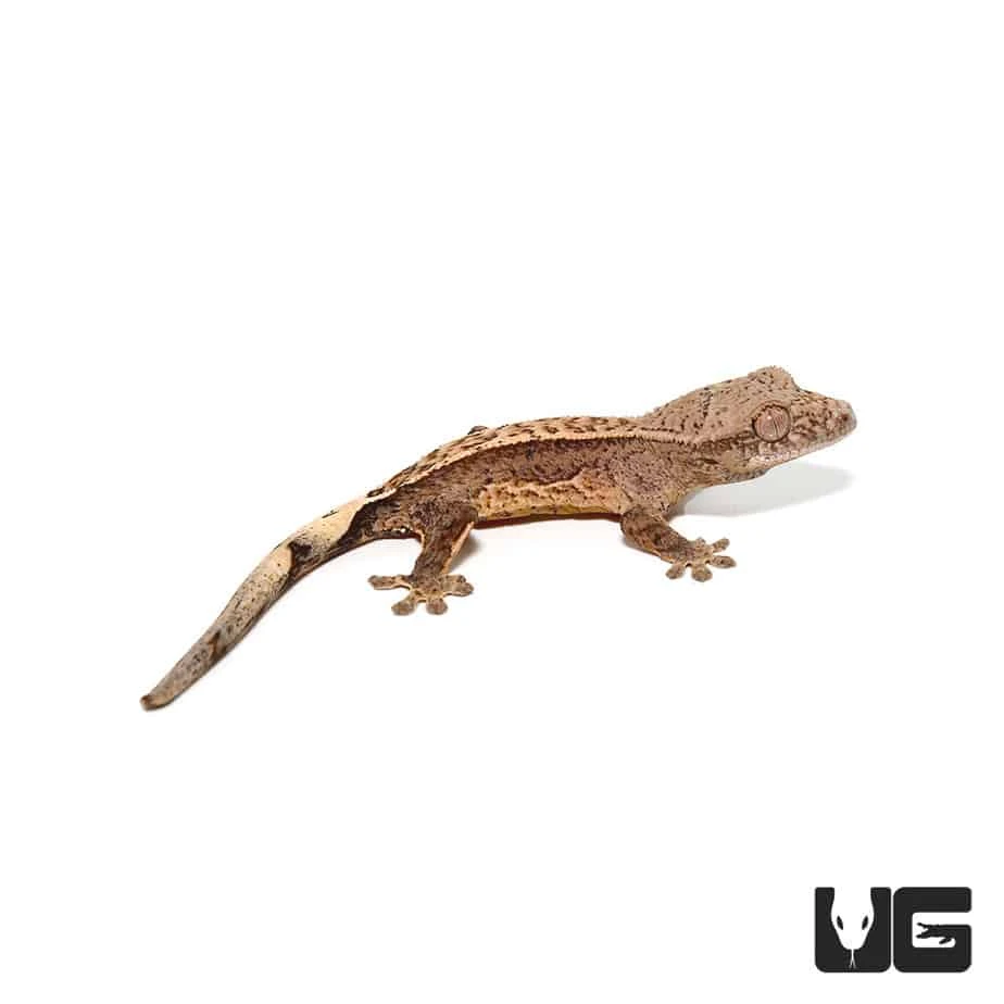 Baby Partial Pinstripe Brindle Harlequin Crested Gecko - Image 3