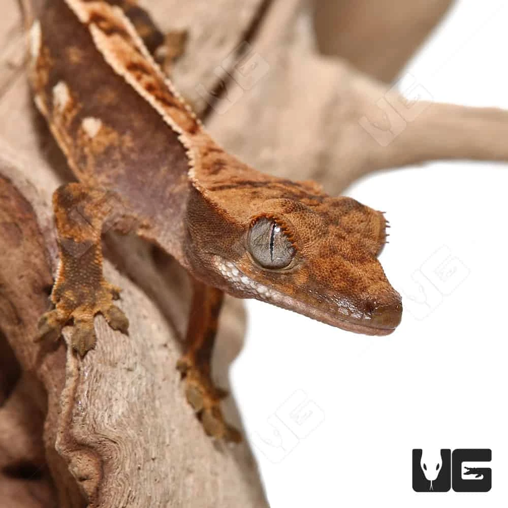 Baby Partial Pinstripe Crested Gecko