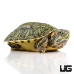 Baby Pastel Red Ear Slider Turtle