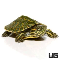 Baby Pastel Rio Grande Red Ear Slider Turtle