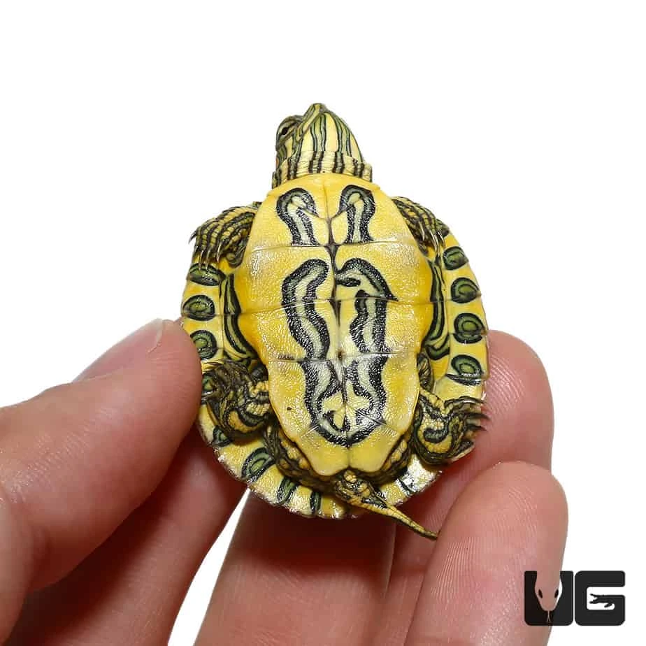 Baby Pastel Rio Grande Red Ear Slider Turtle - Image 2