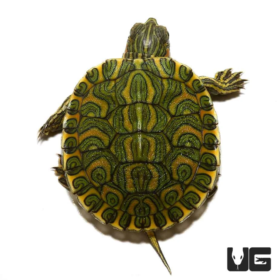 Baby Pastel Rio Grande Red Ear Slider Turtle - Image 3