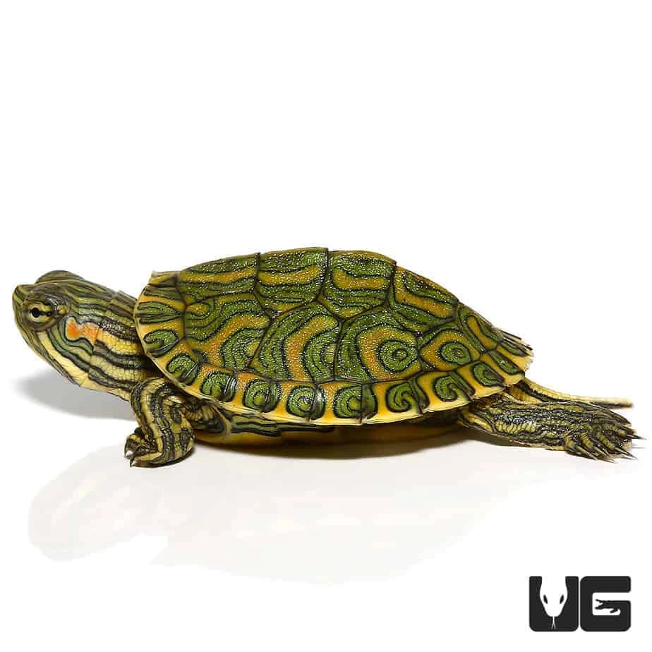 Baby Pastel Rio Grande Red Ear Slider Turtle - Image 4