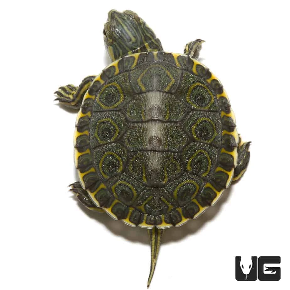 Baby Peacock Slider Turtle - Image 2