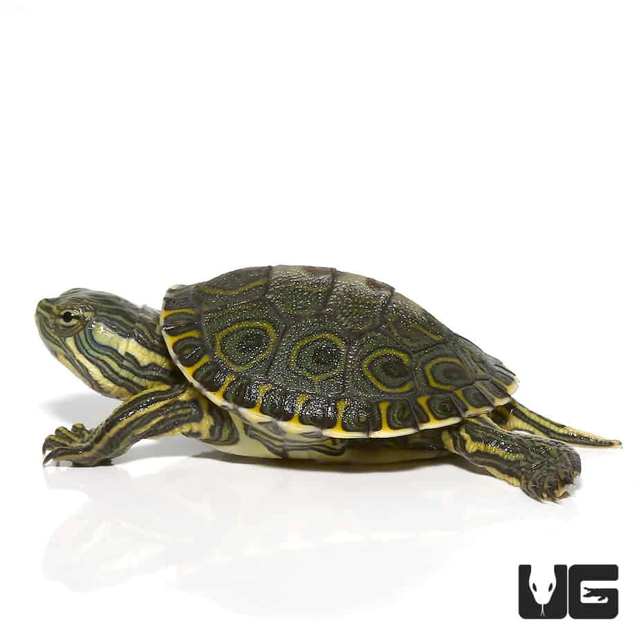 Baby Peacock Slider Turtle - Image 4