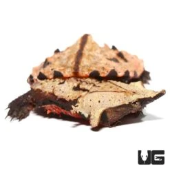 Baby Peruvian Mata Mata Turtle