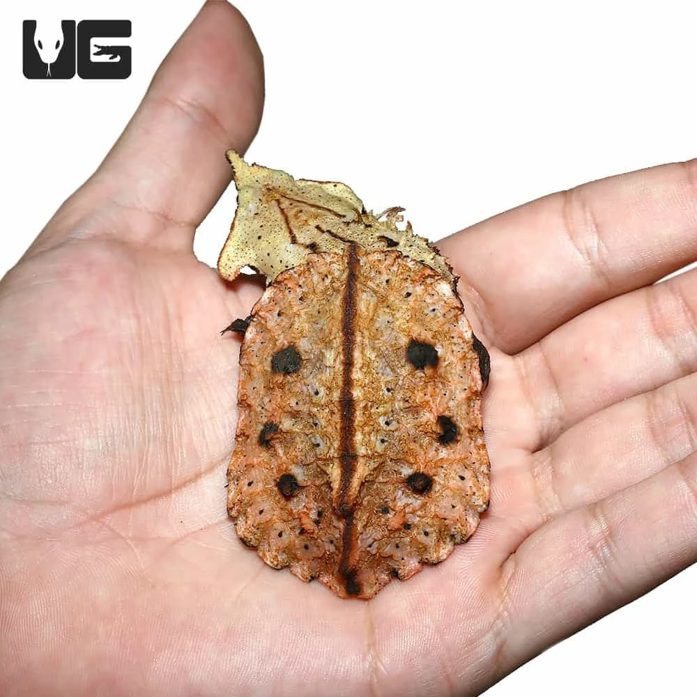 Baby Peruvian Mata Mata Turtle - Image 2