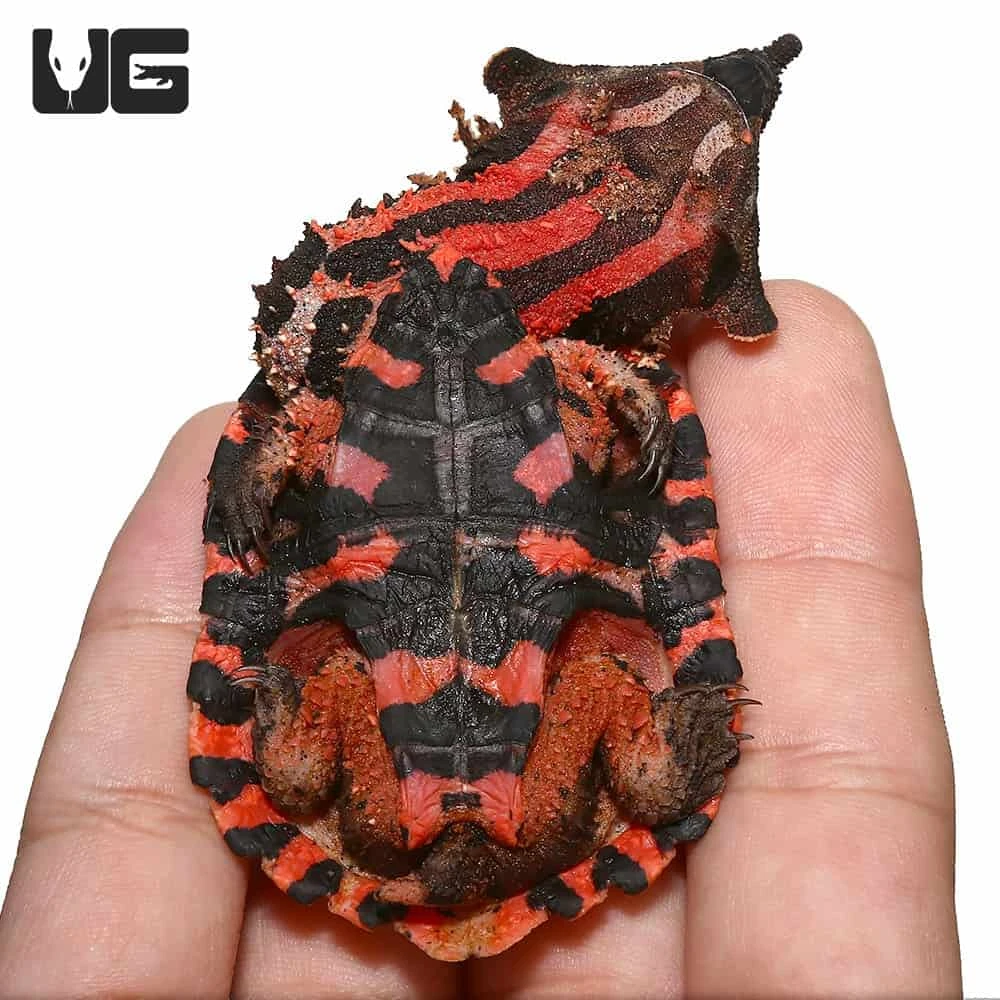 Baby Peruvian Mata Mata Turtle - Image 3